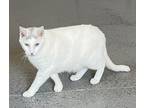 Adopt Casper a Domestic Mediumhair / Mixed (short coat) cat in Williamstown