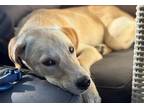 Adopt Tanny a Tan/Yellow/Fawn Labrador Retriever / Hound (Unknown Type) / Mixed