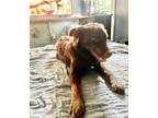 Adopt Koda a Brown/Chocolate Border Collie / Mixed dog in Titusville