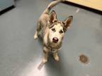 Adopt MILO a White - with Gray or Silver Husky / Mixed dog in Denver