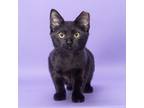 Adopt Jack a All Black Domestic Shorthair / Mixed cat in Franklin, TN (39150289)