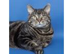 Adopt Luna a All Black American Shorthair / Mixed cat in Franklin, TN (39150276)