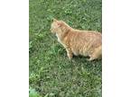 Adopt Leo a Orange or Red American Shorthair / Mixed (short coat) cat in