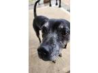 Adopt Gabriel a Black - with Gray or Silver Miniature Pinscher / Terrier