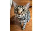 Adopt Marvin a Gray, Blue or Silver Tabby Domestic Shorthair / Mixed (short