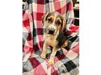 Adopt Sloth a Tricolor (Tan/Brown & Black & White) Hound (Unknown Type) / Akita