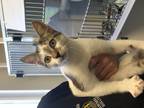 Adopt Sandy a White Domestic Shorthair cat in Woodhaven, MI (39150096)