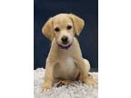 Adopt Midge a Tan/Yellow/Fawn Pomeranian / Norfolk Terrier / Mixed dog in