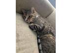 Adopt Kitty a Brown Tabby Tabby / Mixed (short coat) cat in Baltimore