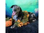 Adopt Roxie a Gray/Silver/Salt & Pepper - with Black Catahoula Leopard Dog /