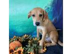 Adopt Wynter a Brown/Chocolate Black Mouth Cur / Mixed dog in Brattleboro