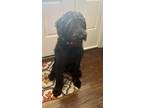 Adopt Kodak a Black Labrador Retriever / Poodle (Standard) / Mixed dog in