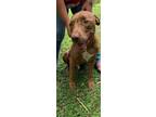 Adopt Dax a Brown/Chocolate Vizsla / Mixed dog in Titusville, FL (39150085)