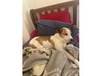 Adopt Mowgli a White - with Tan, Yellow or Fawn Jack Russell Terrier /