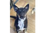 Adopt Balto a Husky / German Shepherd Dog dog in Bolivar, MO (39145698)