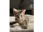 Adopt Mocktail a Brown Tabby Domestic Shorthair (short coat) cat in Byron