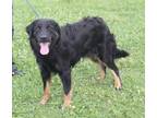 Adopt Toby a Black - with Tan, Yellow or Fawn English Shepherd / Retriever