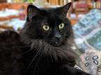 Adopt Sampson a All Black Domestic Longhair / Mixed (long coat) cat in