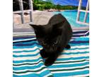 Adopt Ross a All Black Domestic Shorthair / Mixed cat in Columbus, NC (39147542)