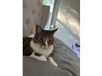 Adopt Rosie a Gray, Blue or Silver Tabby Tabby / Mixed (medium coat) cat in
