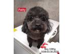 Adopt Patty - COMING SOON a Black Poodle (Miniature) / Havanese dog in West