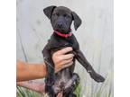 Adopt Braeburn a Black Pit Bull Terrier / Mixed dog in Durham, NC (39150014)