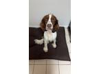 Adopt Toby a White - with Brown or Chocolate English Springer Spaniel / Mixed