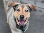 Adopt Numi (eager to please) a German Shepherd Dog / Mixed dog in Westwood