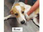 Adopt Rose (adorable puppy looking for love) a Hound (Unknown Type) / Mixed dog
