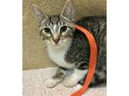 Adopt Vanillapie a Brown Tabby Domestic Shorthair / Mixed (short coat) cat in