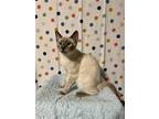 Adopt Turquoise a Cream or Ivory (Mostly) Siamese / Mixed (short coat) cat in