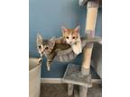 Adopt Peach a Gray, Blue or Silver Tabby Domestic Shorthair cat in Lafayette