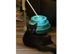 Adopt Camry a All Black Domestic Shorthair (long coat) cat in Brandon