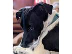 Adopt Oreo/Piglet a Black - with White Dachshund / Rat Terrier / Mixed dog in