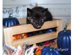 Adopt Calypso (Cobalt Kittens) a Black (Mostly) Domestic Shorthair / Mixed