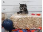 Adopt Grover (Cobalt Kittens) a Black (Mostly) Domestic Shorthair / Mixed (short