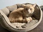 Adopt Spoons & Tedros a Orange or Red Tabby Tabby / Mixed (short coat) cat in