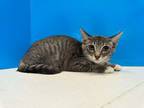 Adopt Hila a Brown Tabby Domestic Shorthair (short coat) cat in Powell