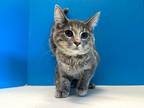 Adopt Dyna a Tortoiseshell Domestic Shorthair (short coat) cat in Powell
