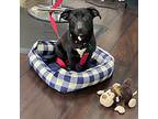 Adopt Licorice a Black - with White Dachshund / Terrier (Unknown Type