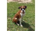 Adopt Diesel a Tan/Yellow/Fawn Boxer / Mixed dog in Dumont, NJ (39149547)