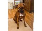 Adopt Feleena a Brindle Boxer / Mixed dog in Dumont, NJ (39149546)