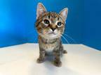 Adopt Dutch a Brown Tabby Domestic Shorthair (short coat) cat in Powell