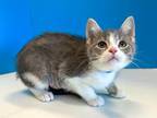 Adopt Duke a Gray, Blue or Silver Tabby Domestic Shorthair (short coat) cat in