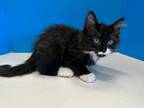 Adopt Drew a Black & White or Tuxedo Domestic Mediumhair (medium coat) cat in