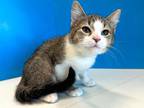 Adopt Dean a Gray, Blue or Silver Tabby Domestic Shorthair (short coat) cat in