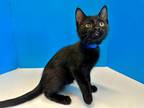 Adopt Dax a All Black Domestic Shorthair (short coat) cat in Powell