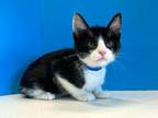 Adopt Dash a Black & White or Tuxedo Domestic Shorthair (short coat) cat in