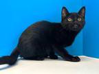 Adopt Dane a All Black Domestic Shorthair (short coat) cat in Powell