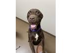 Adopt Lilo a Brown/Chocolate Labrador Retriever / Mixed dog in Jackson